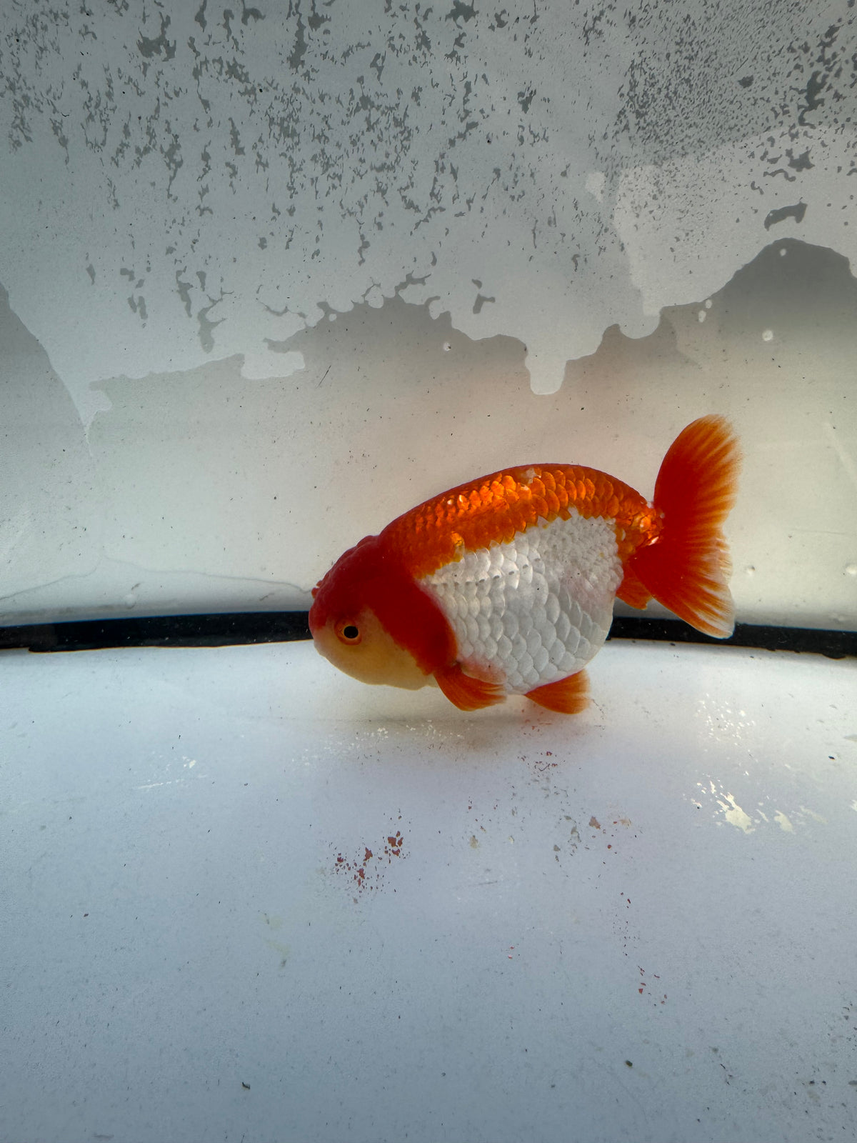 Red&white Ranchu. WVF1219