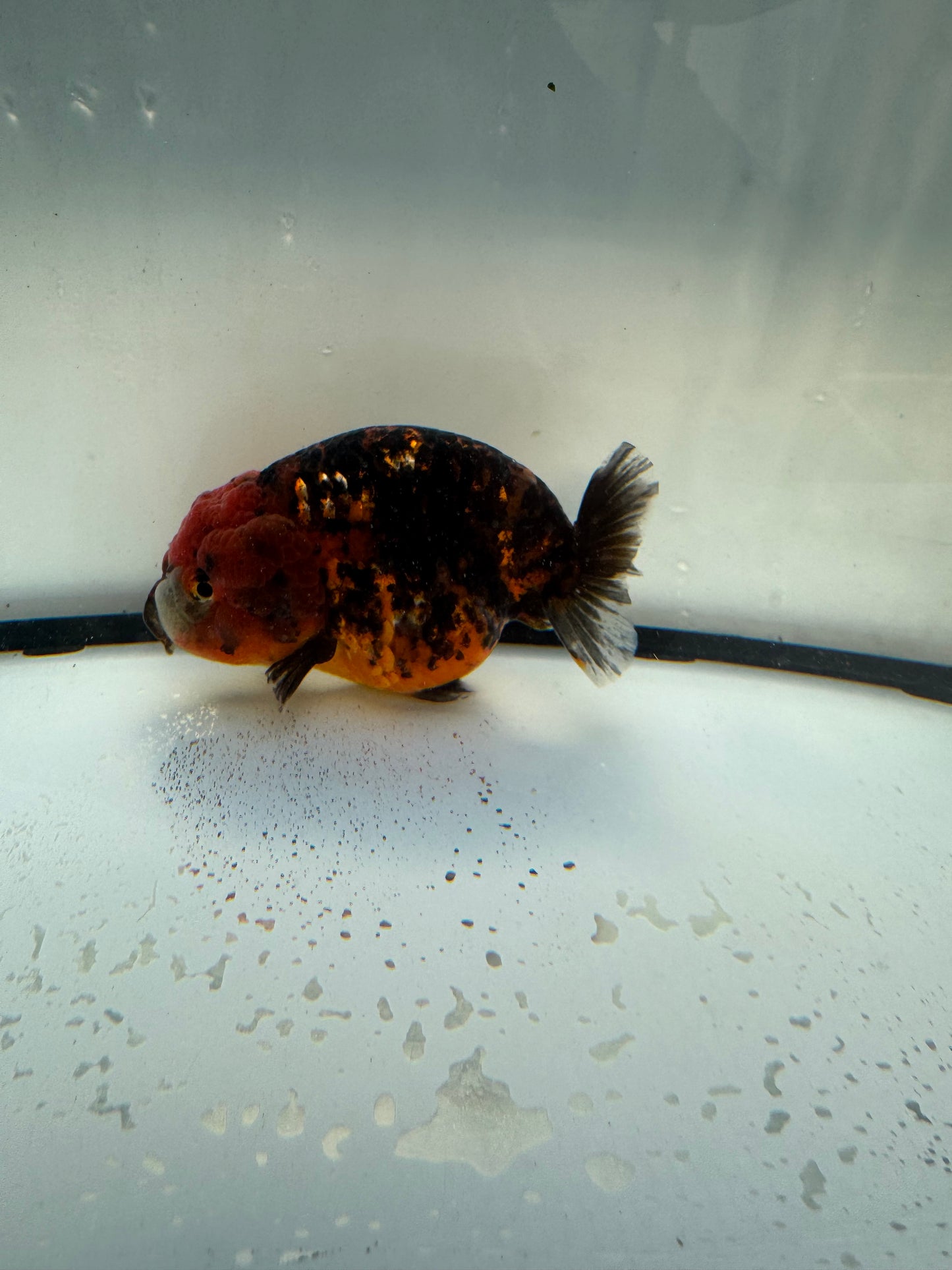Red Tiger Ranchu. WVF1103