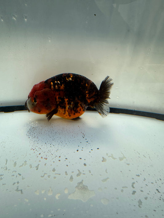 Red Tiger Ranchu. WVF1103