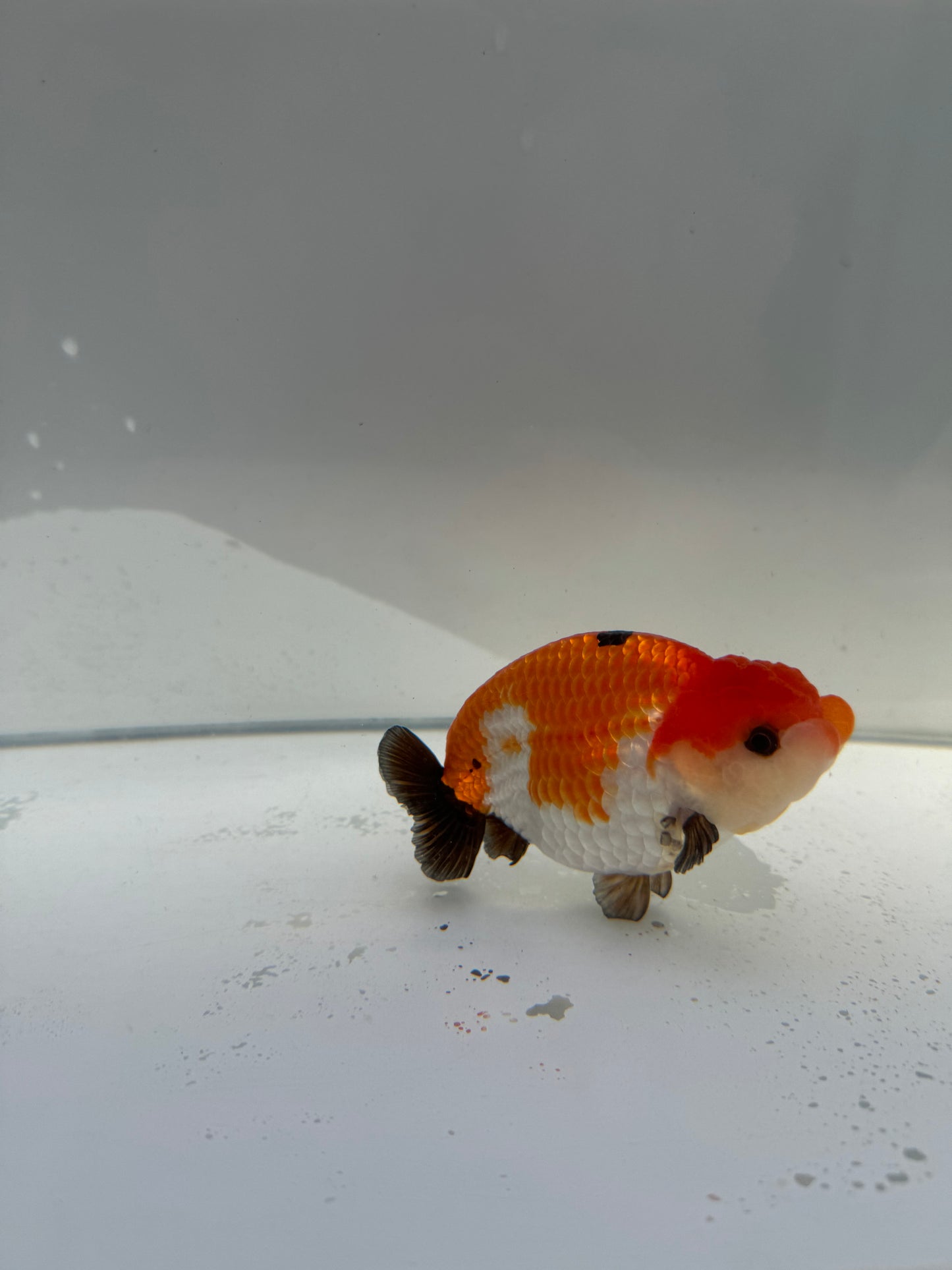 Tricolour Ranchu.  WVF037