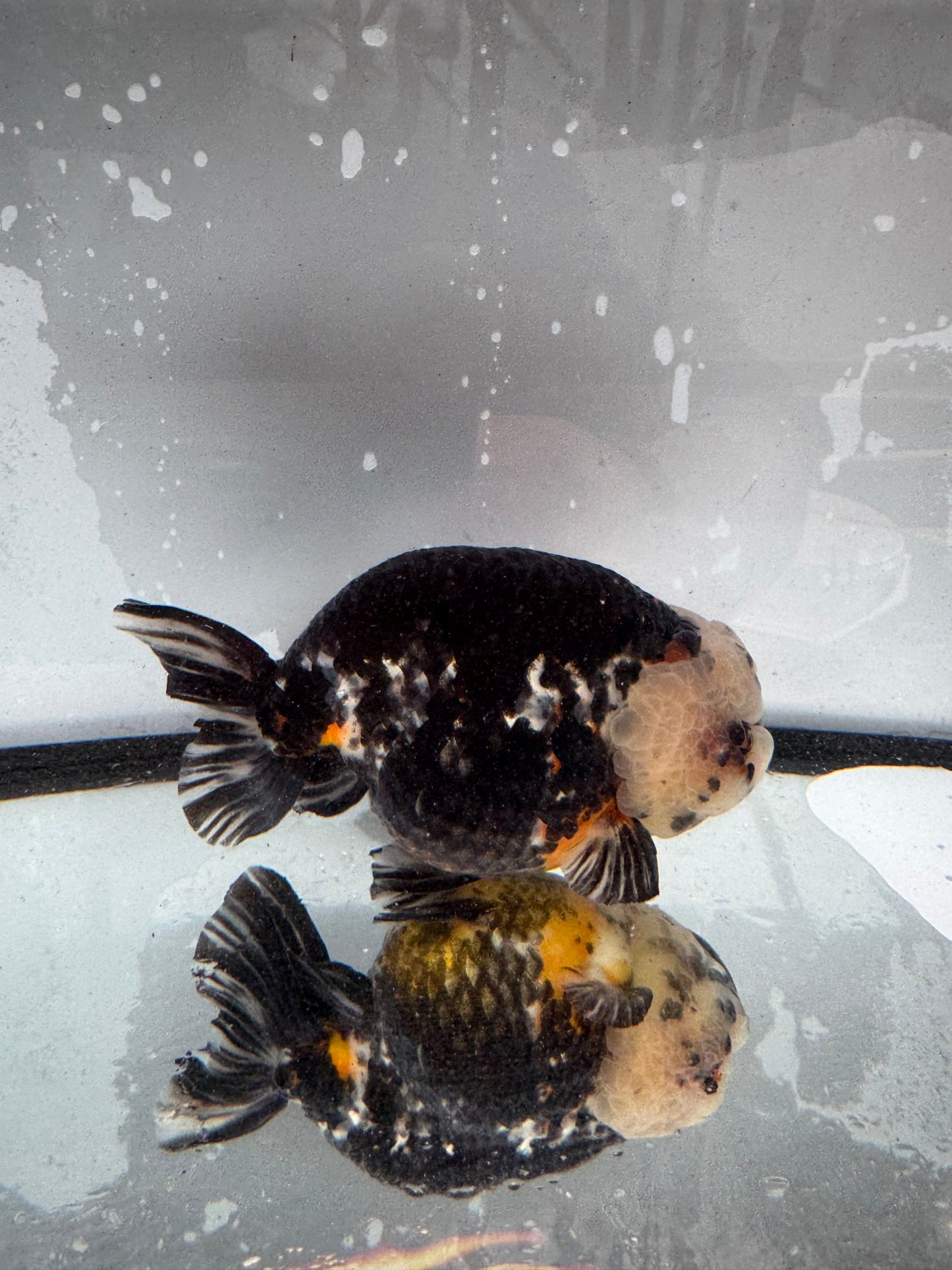 Calico Ranchu. WVF393