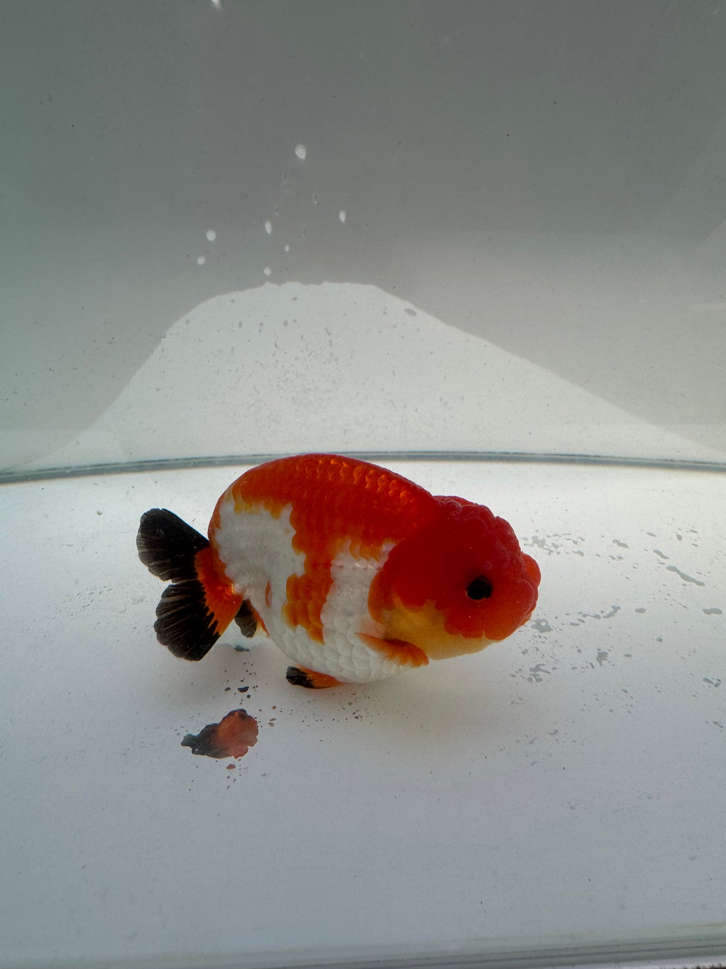 Tricolour Ranchu. WVF036