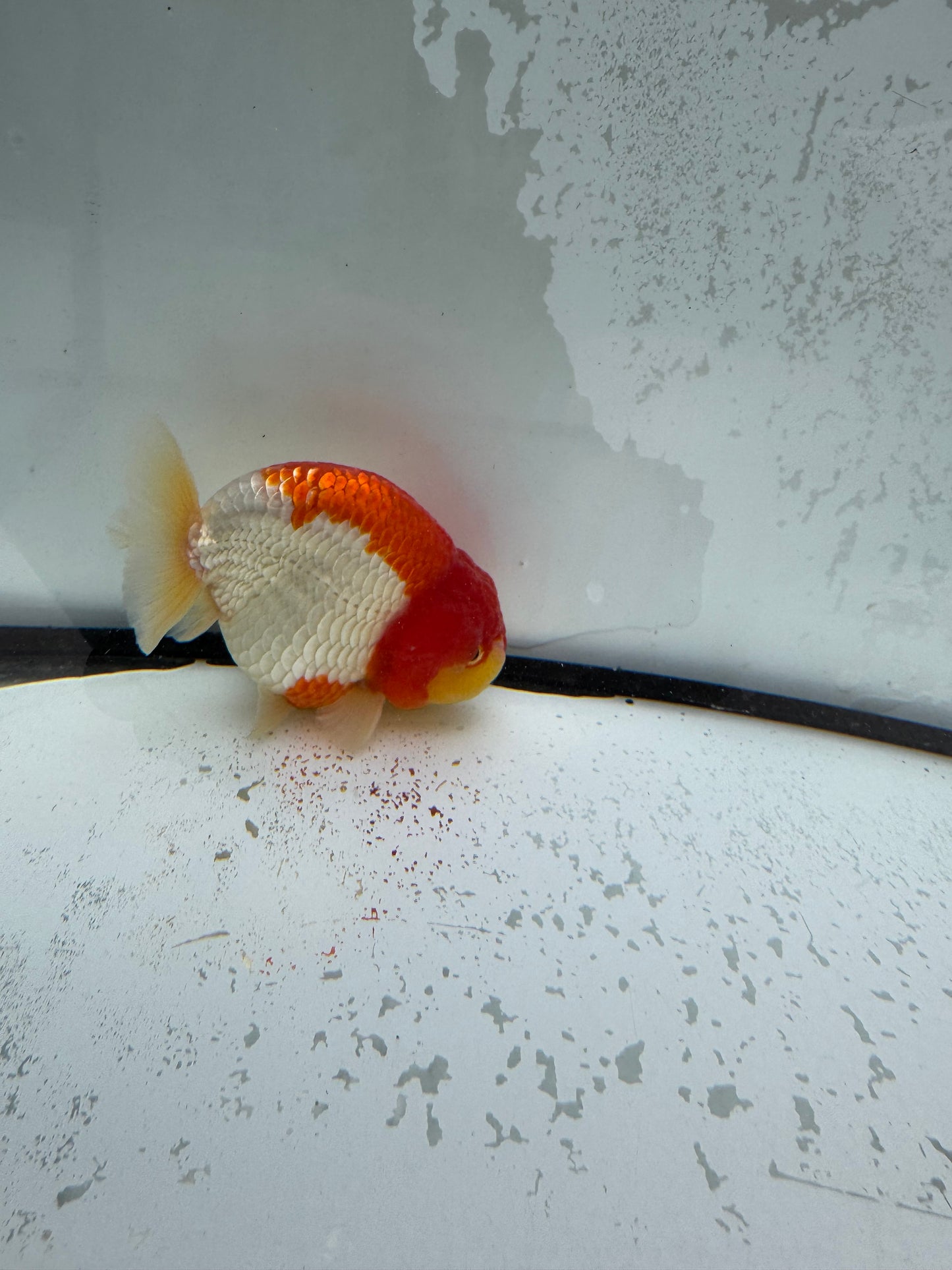 Red&white Ranchu. WVF1113