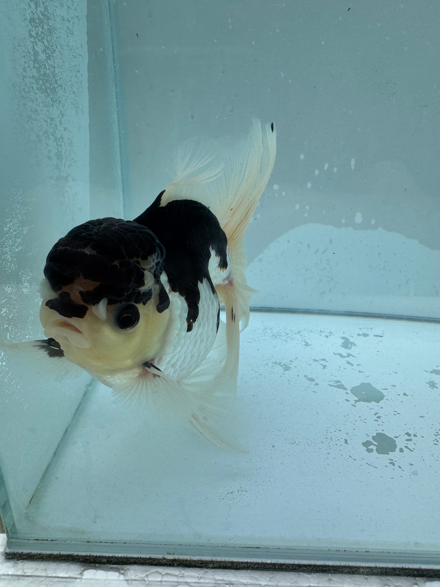 Panda Oranda WVF020