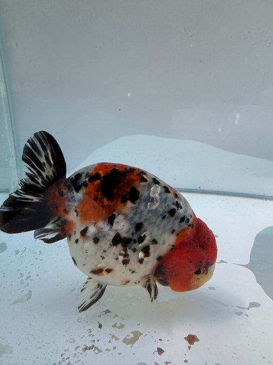 Calico Ranchu.  WVF155