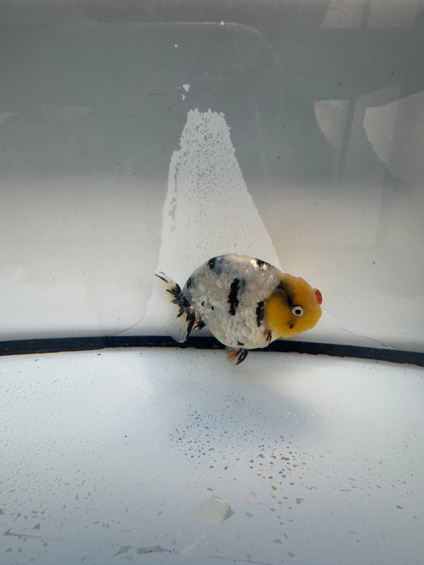 White tiger ranchu. WVF1084