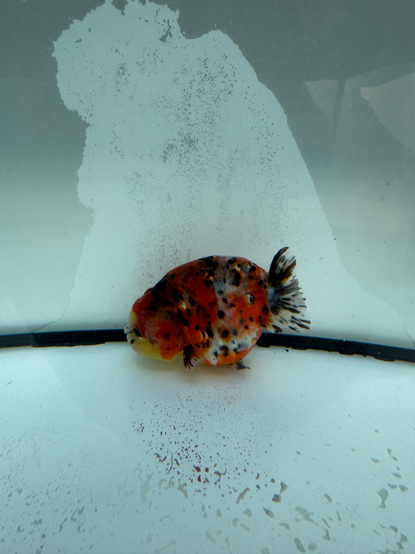 Calico Ranchu. WVF1100