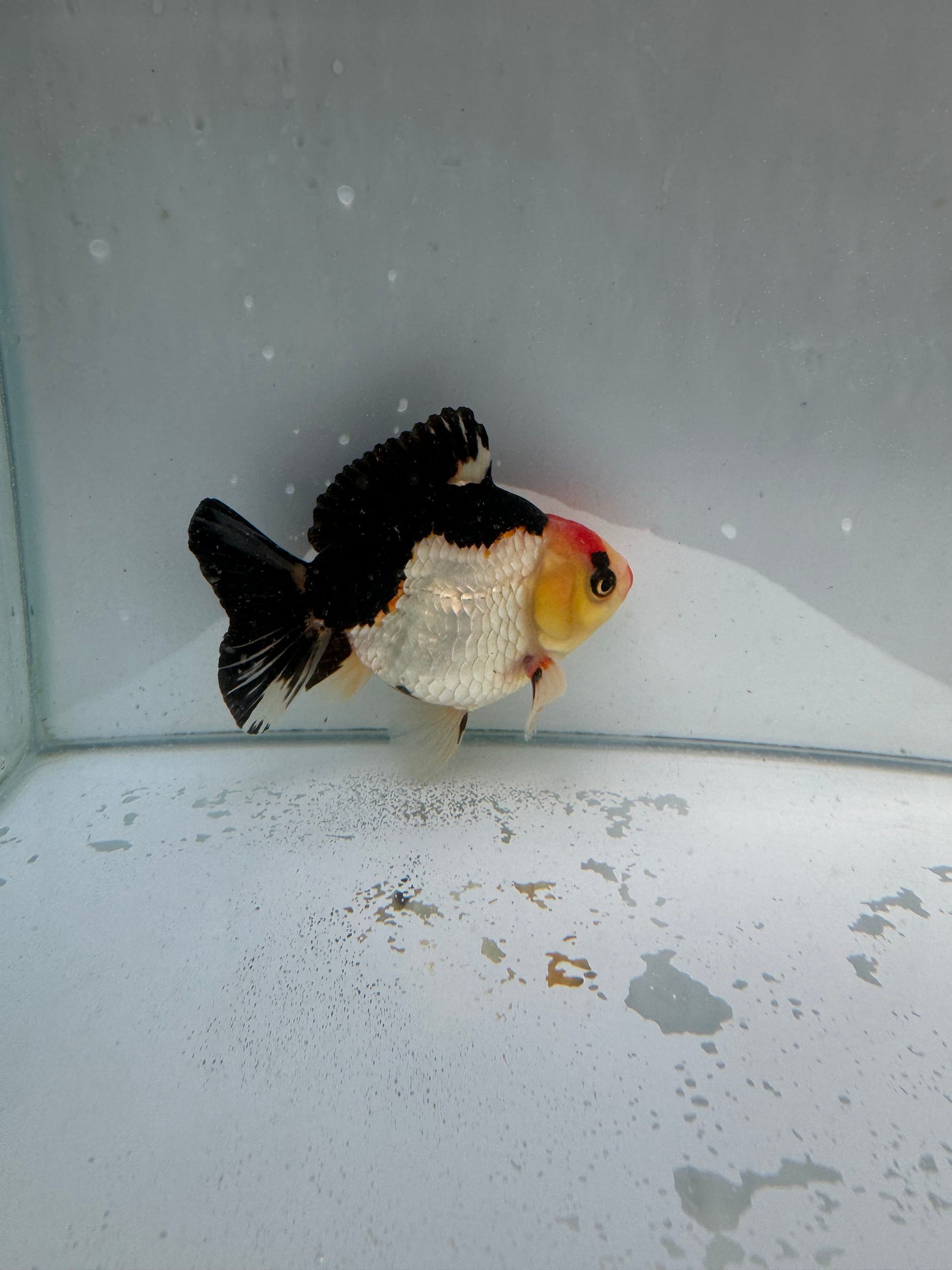 Tricolour Oranda.  WVF009