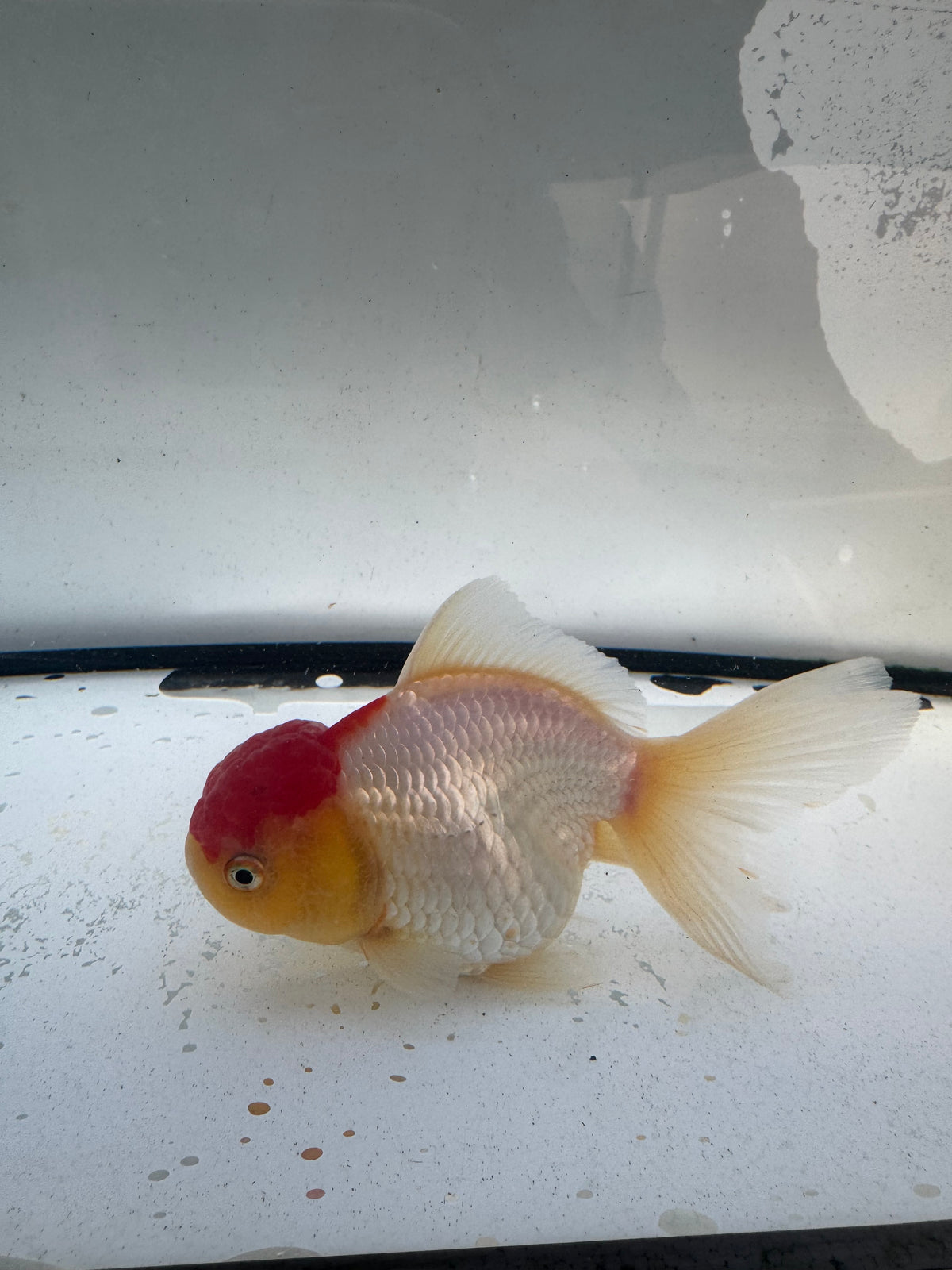 Red&white Oranda. WVF1247