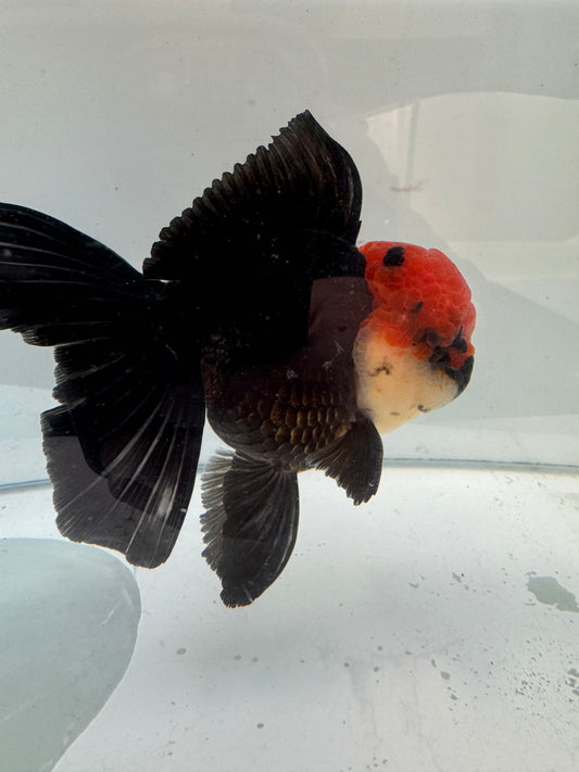 Tricolour Oranda. WVF283