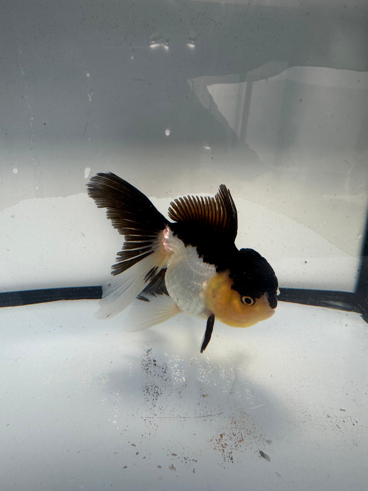Panda Oranda. WVF917