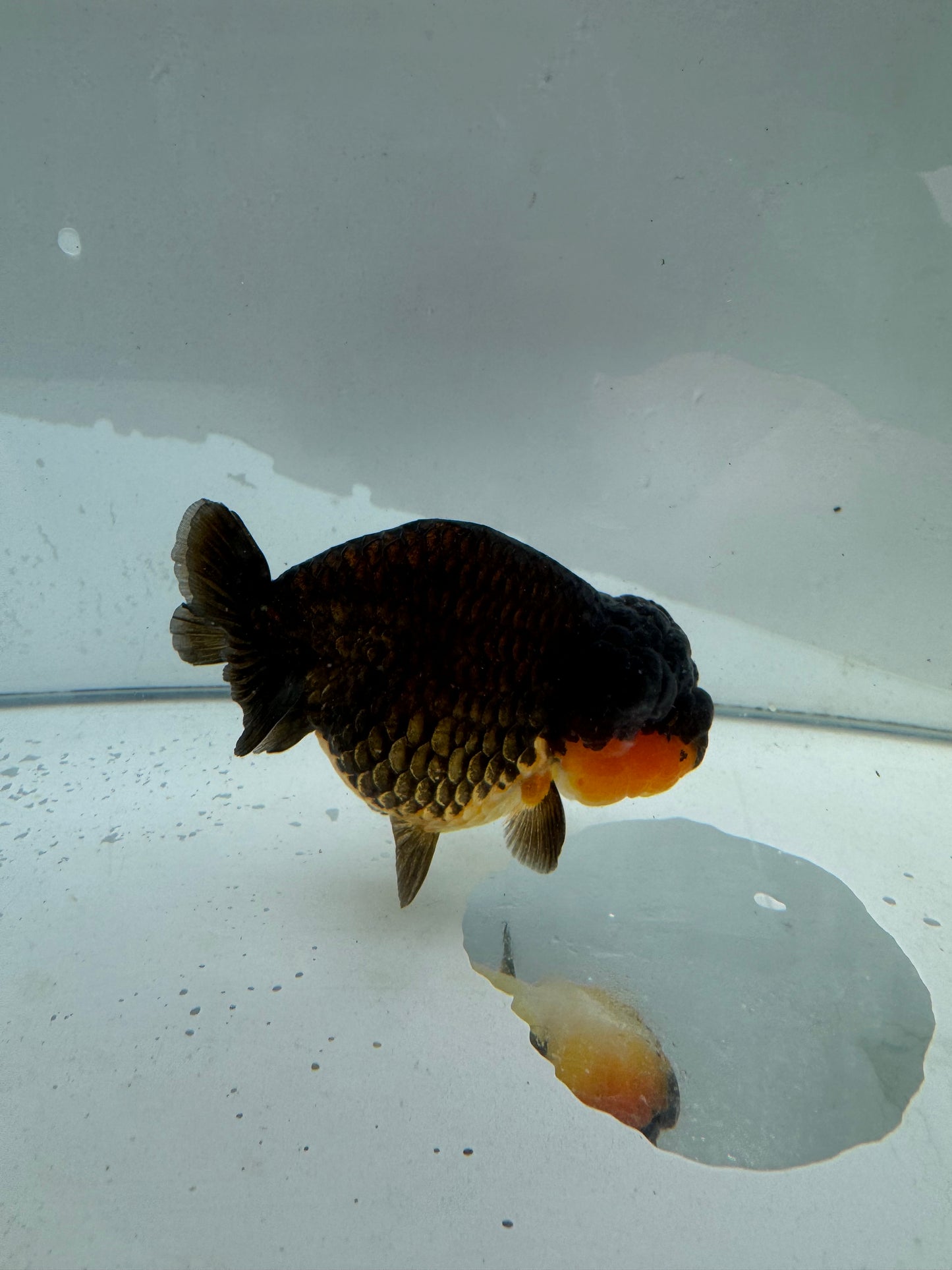 Apache Ranchu.  WVF210