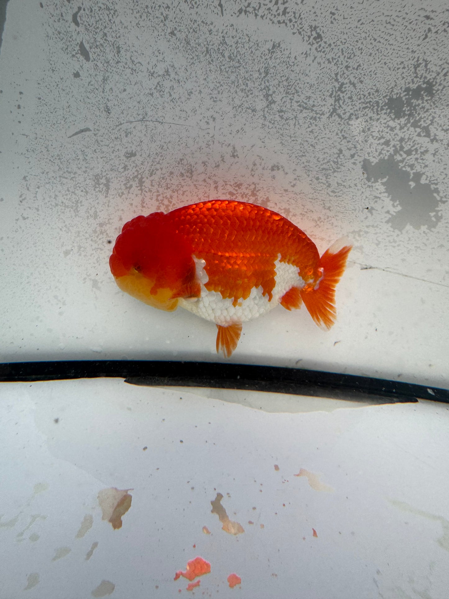 Red&white dragon head Ranchu. WVF1151