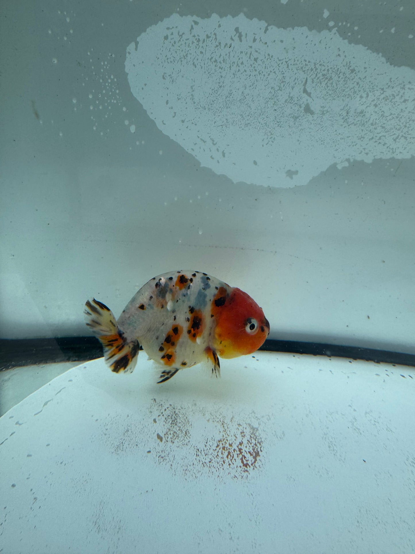 Calico Ranchu. WVF952