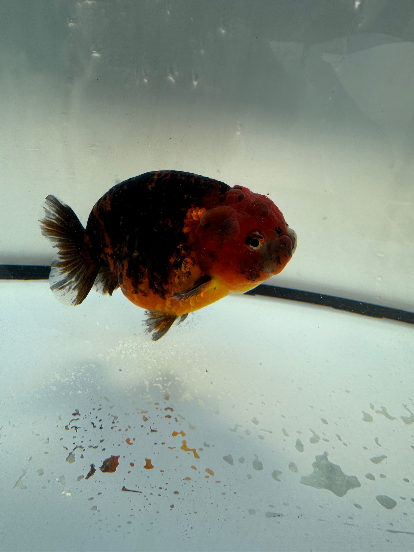 Red Tiger Ranchu. WVF1103