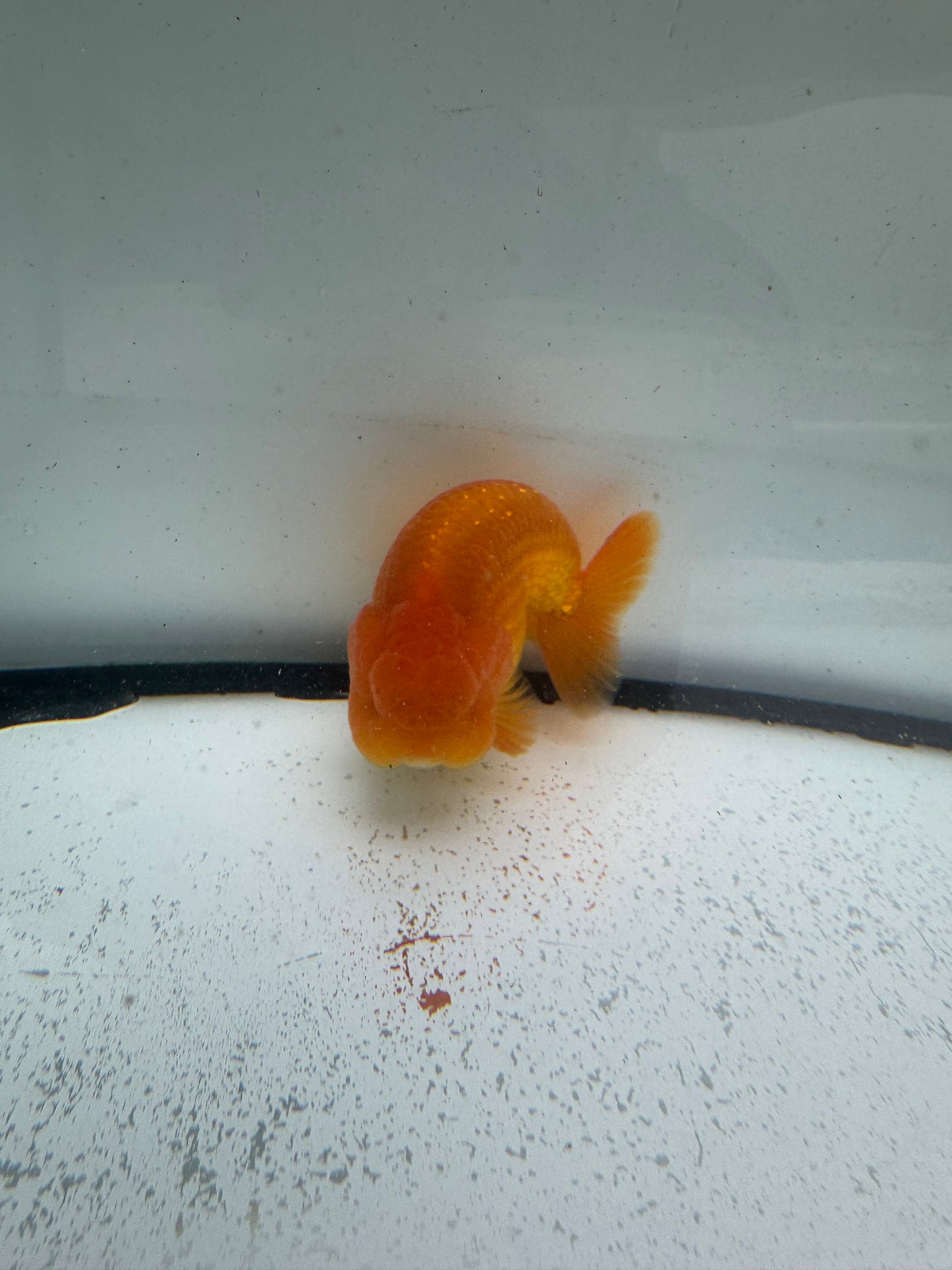 Red Ranchu. WVF994