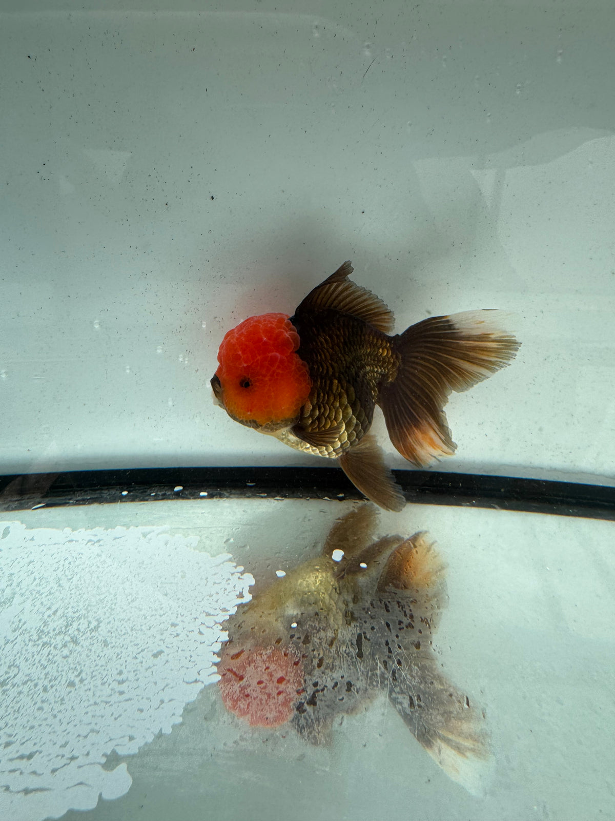 Redhead black/bronze Oranda.  WVF1161