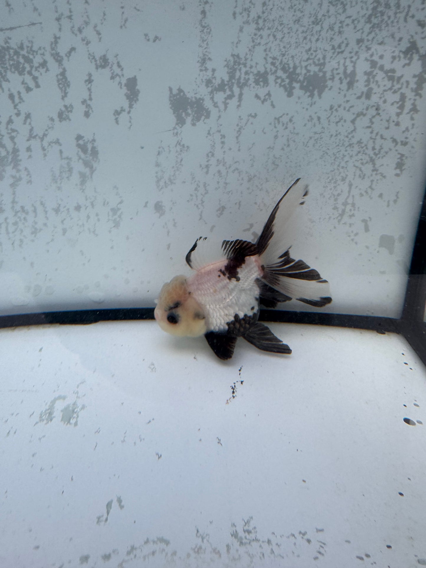 Panda Oranda. WVF490