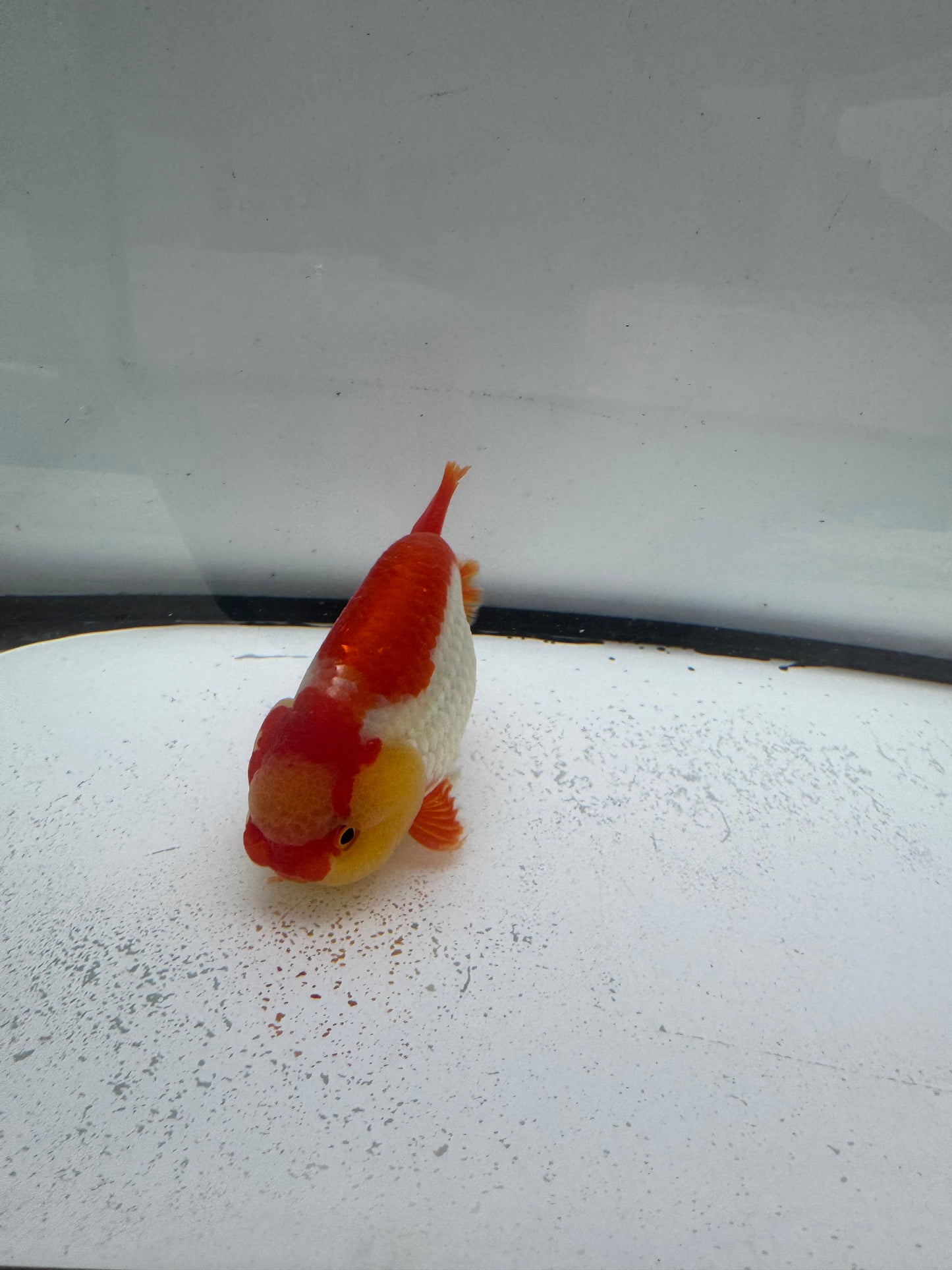 Red&white Ranchu. WVF996