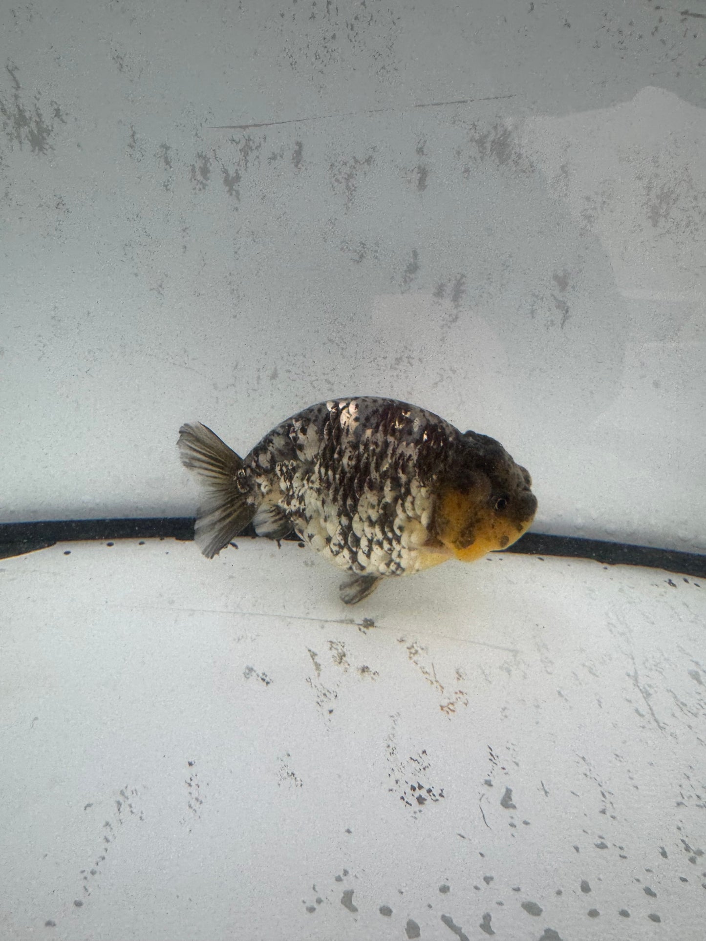 White Oranda ranchu. WVF587
