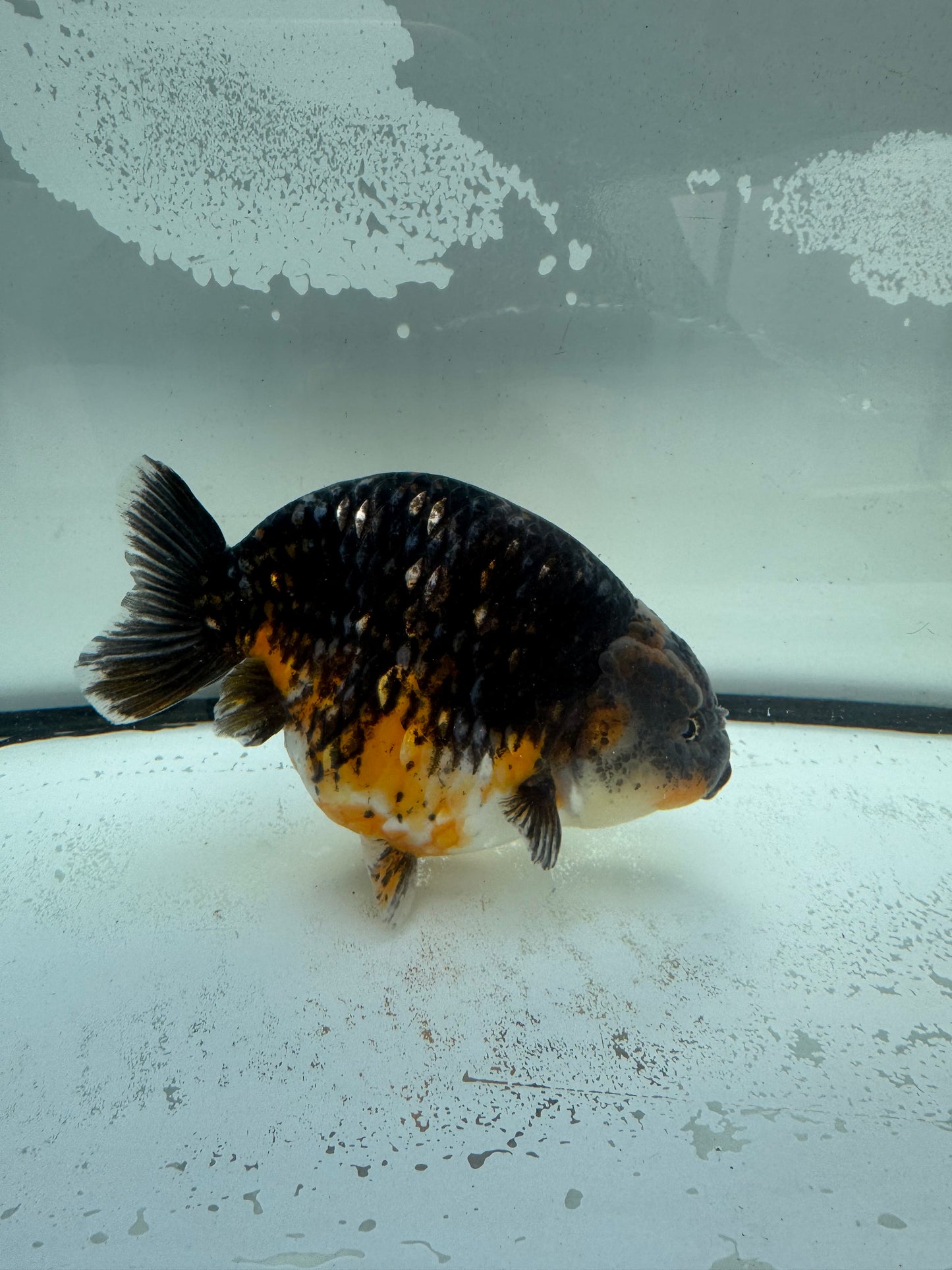 Kirin Ranchu.  WVF945
