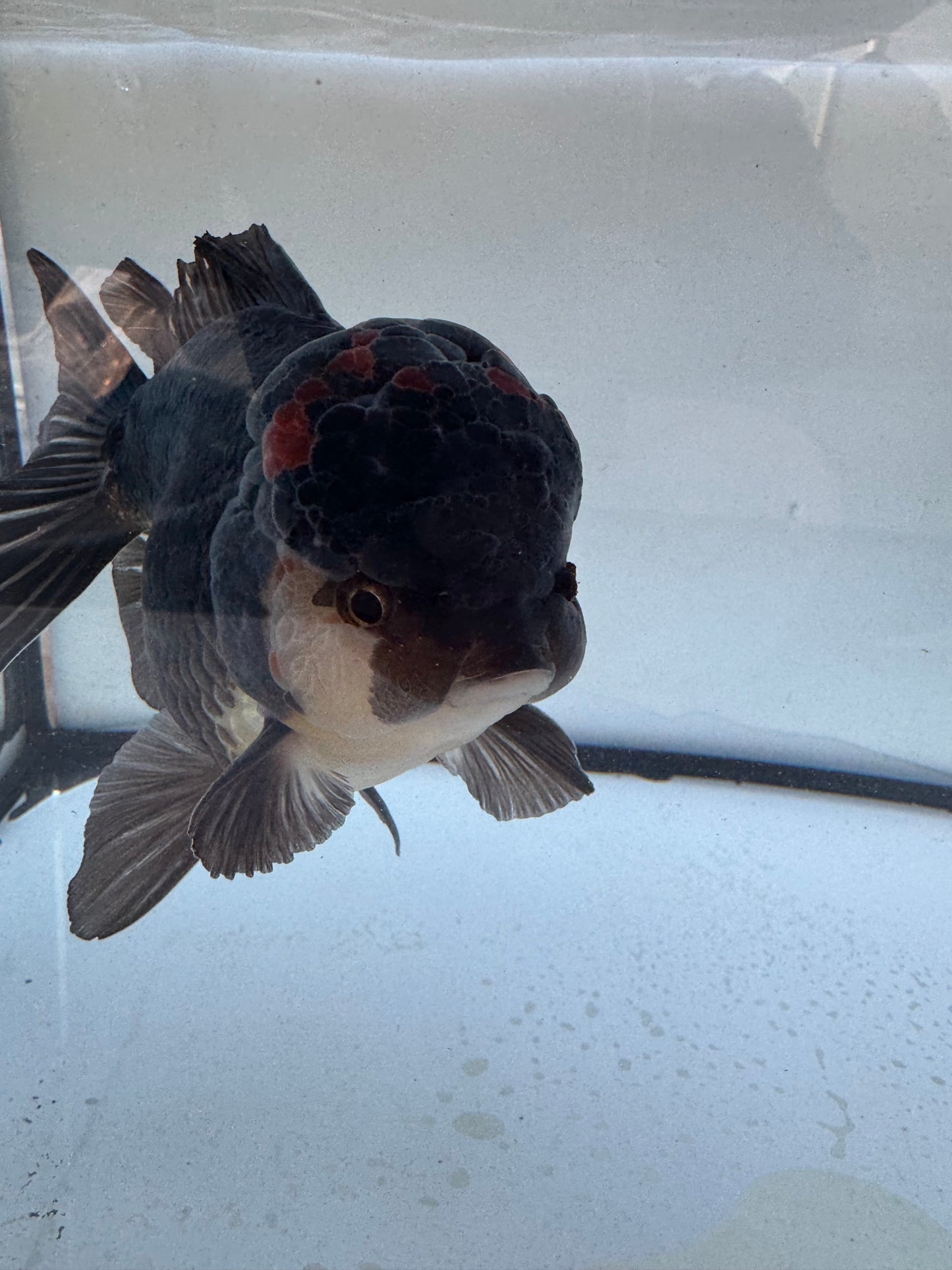 Panda / Tricolour. WVF600