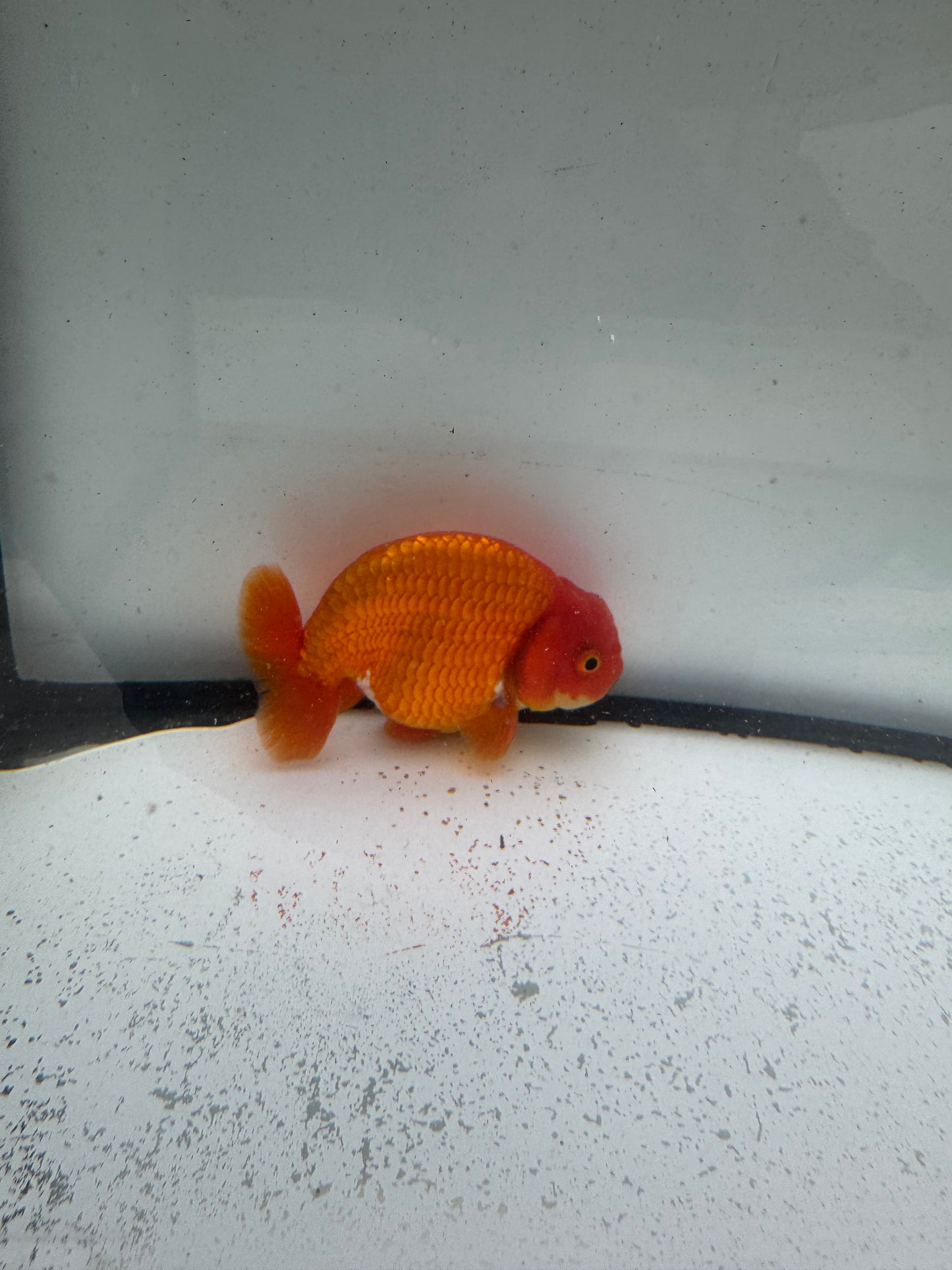 Red&white Ranchu. WVF995