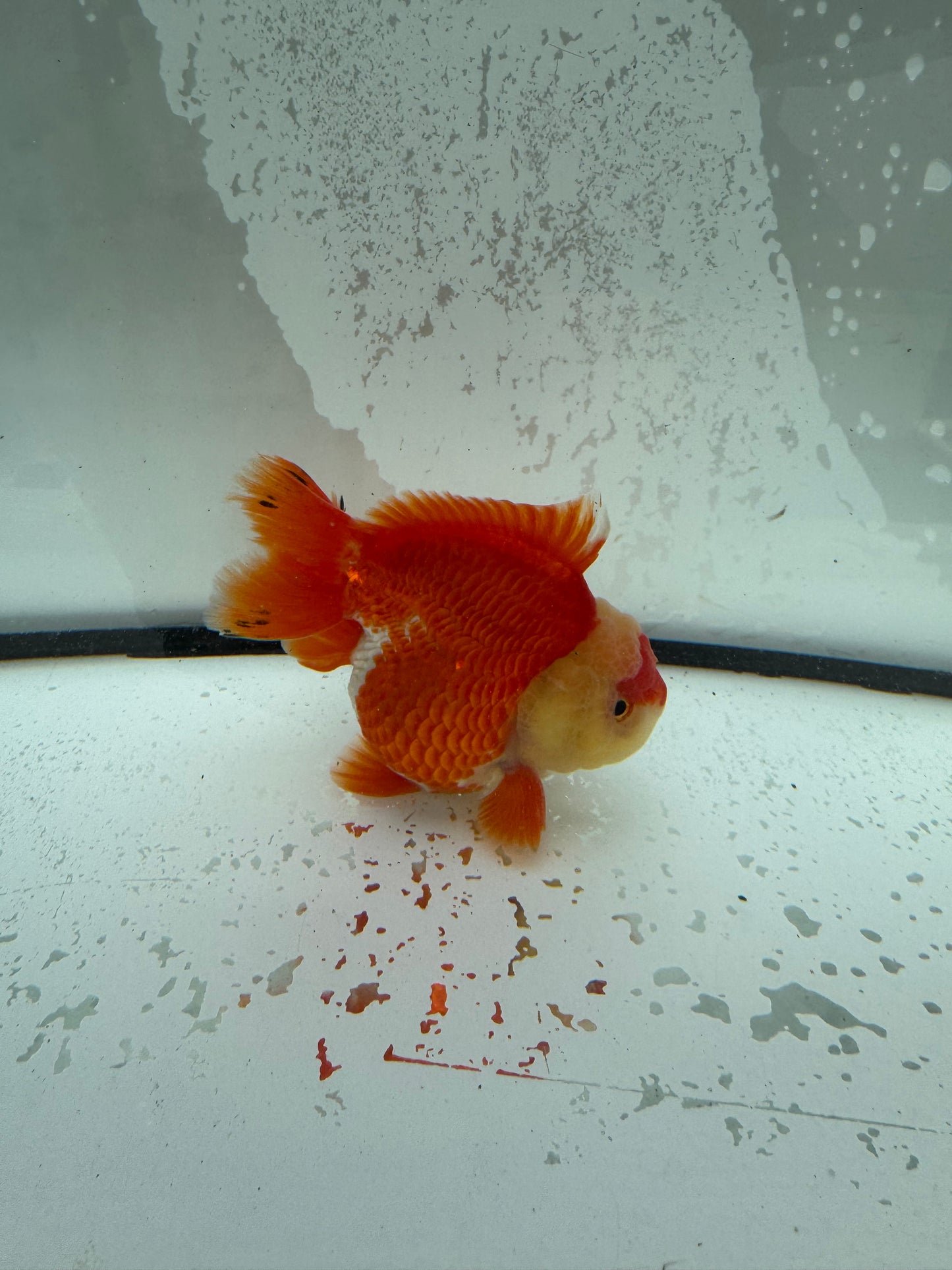 Red&white short tail Oranda. WVF1118