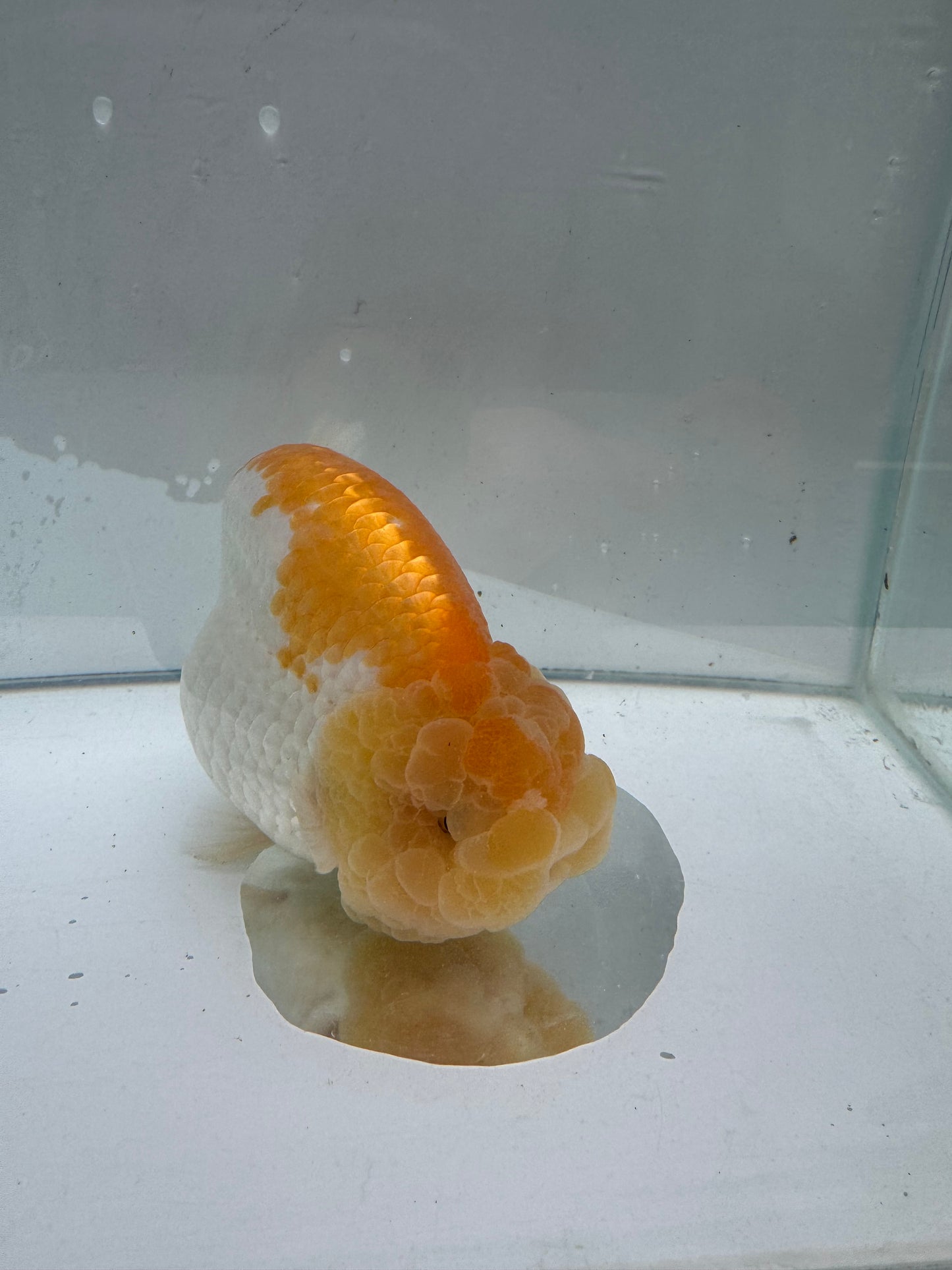 Lemon and white Ranchu.  WVF089