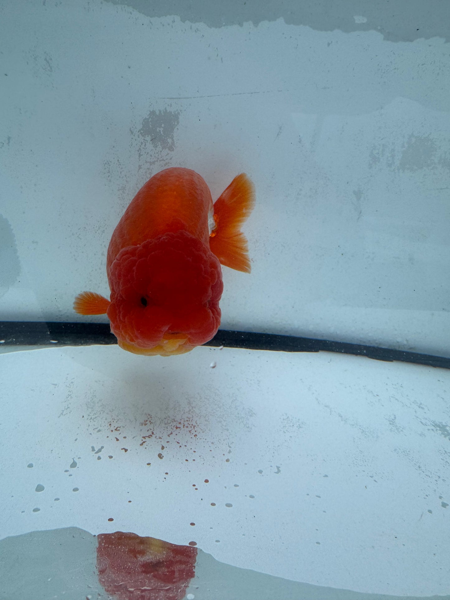 Red&white Ranchu.  WVF453