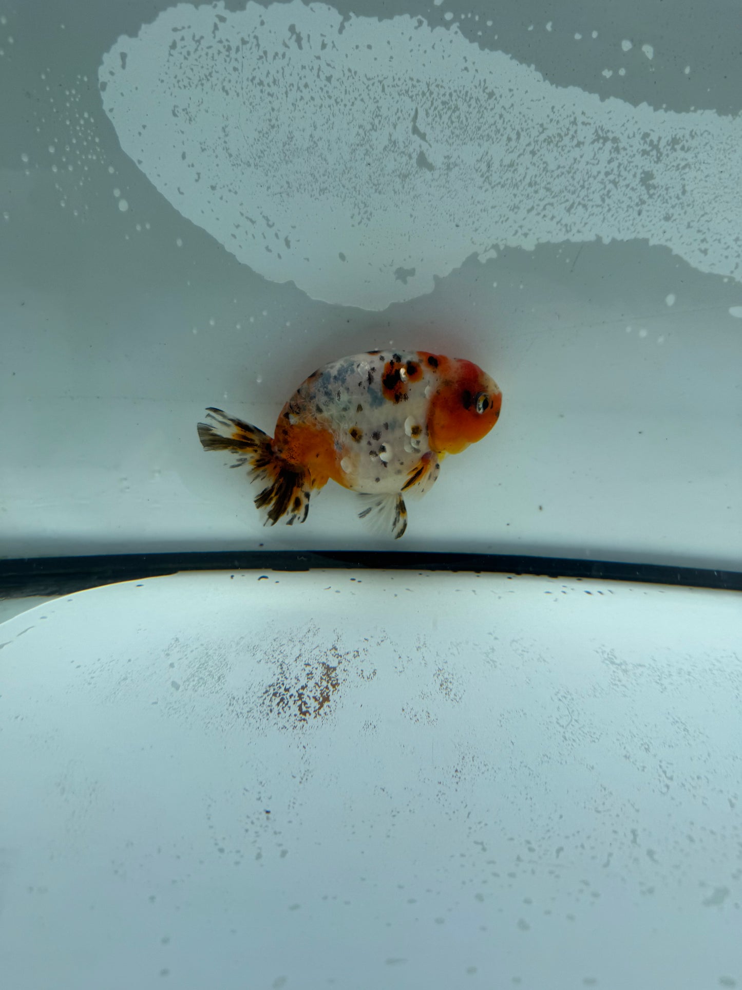 Calico Ranchu.  WVF950