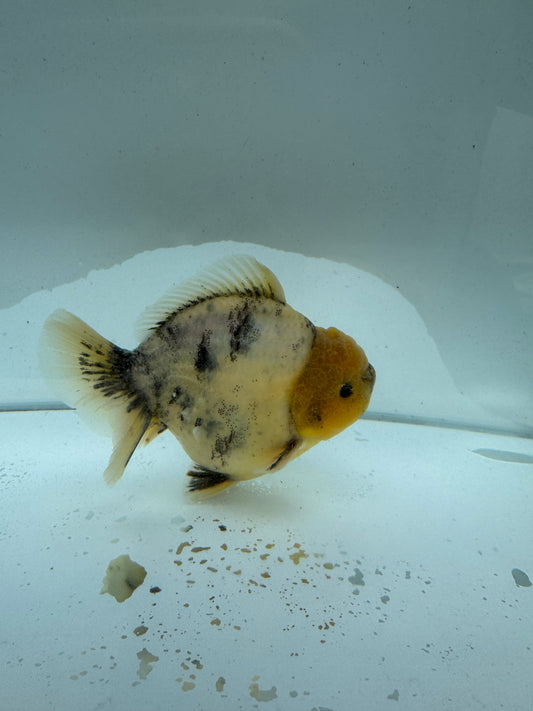 Oranda direct from Meng Lee.  WVF217