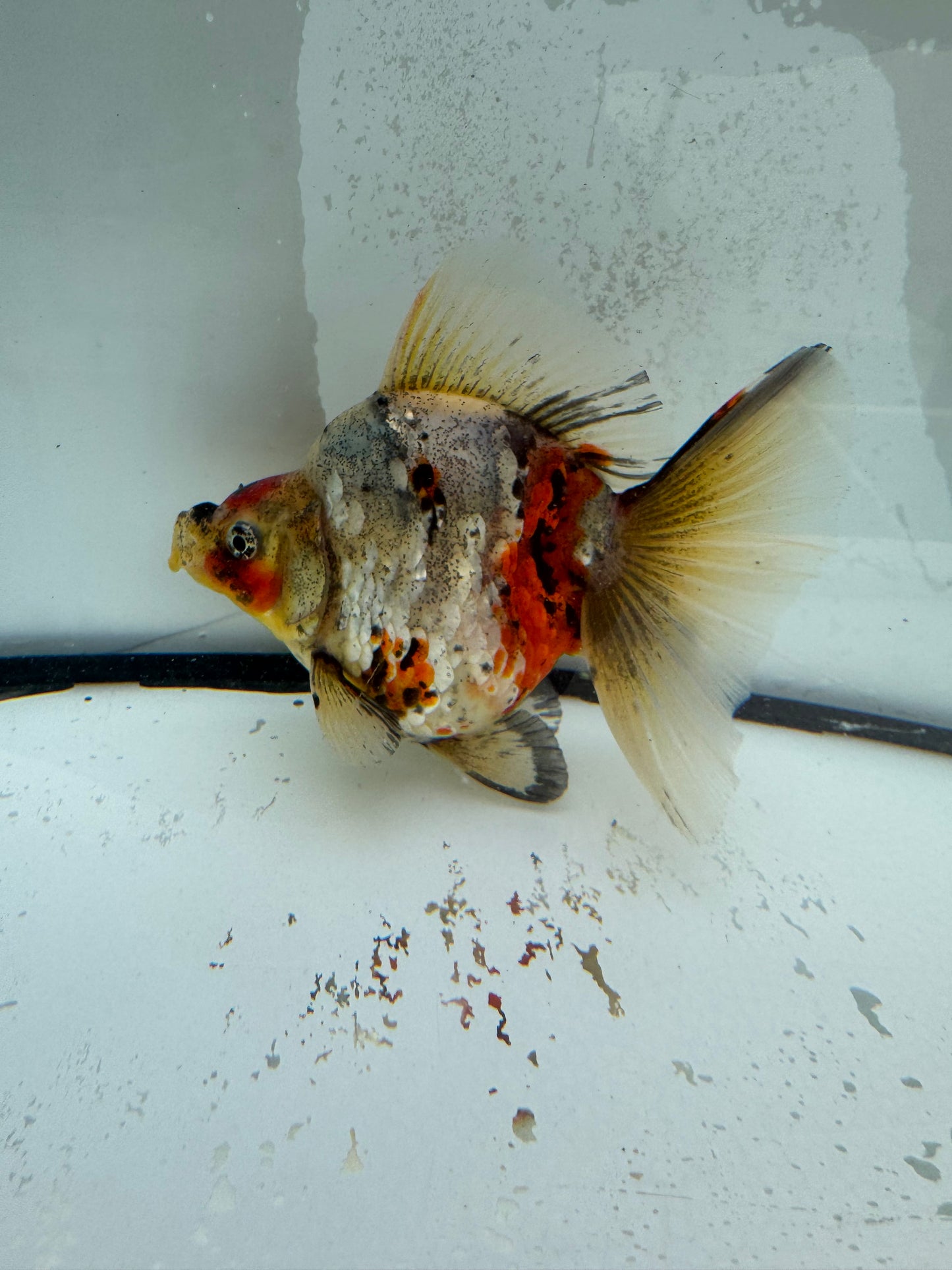 Calico broadtail Ryukin. WVF1125