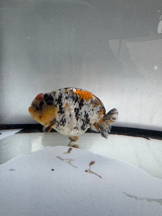 Metalic Calico Ranchu. WVF1233