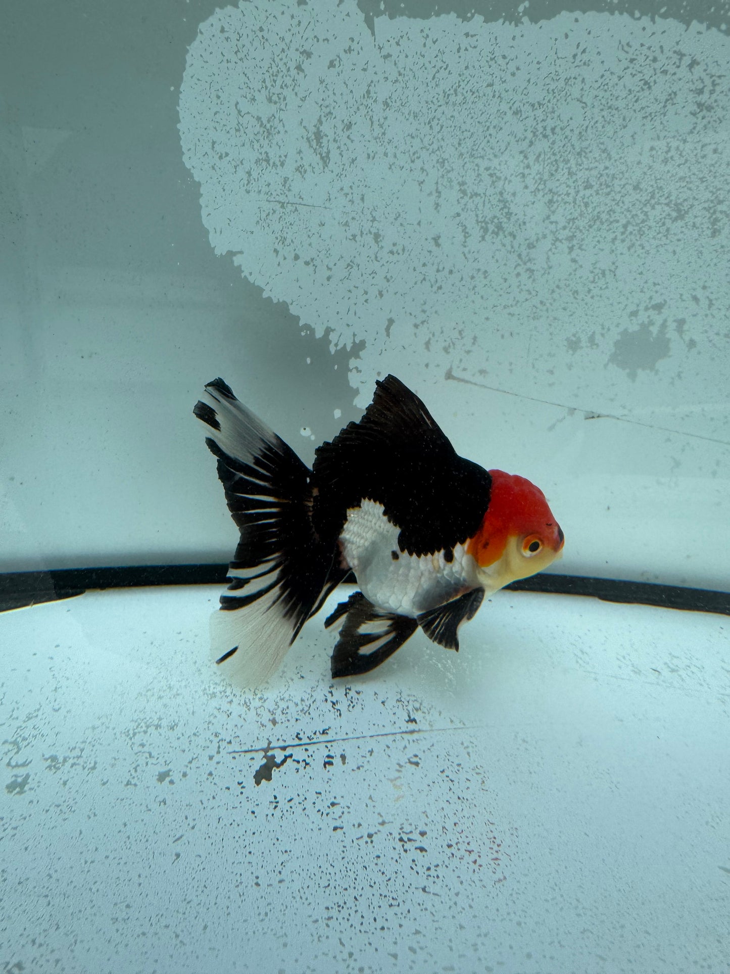 Tricolour Oranda.  WVF1142