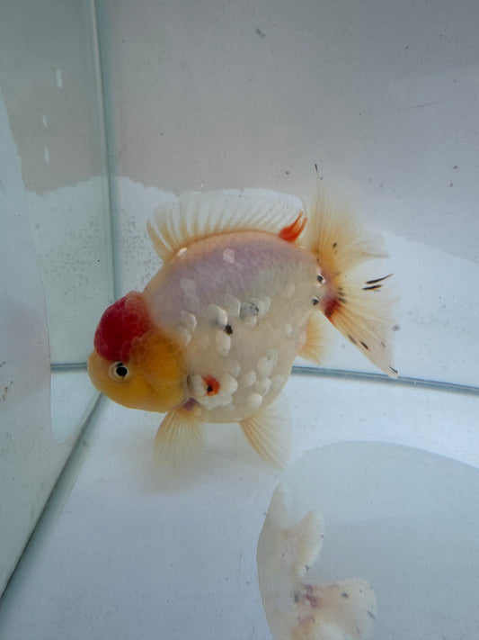 New generation short tail oranda. WVF298