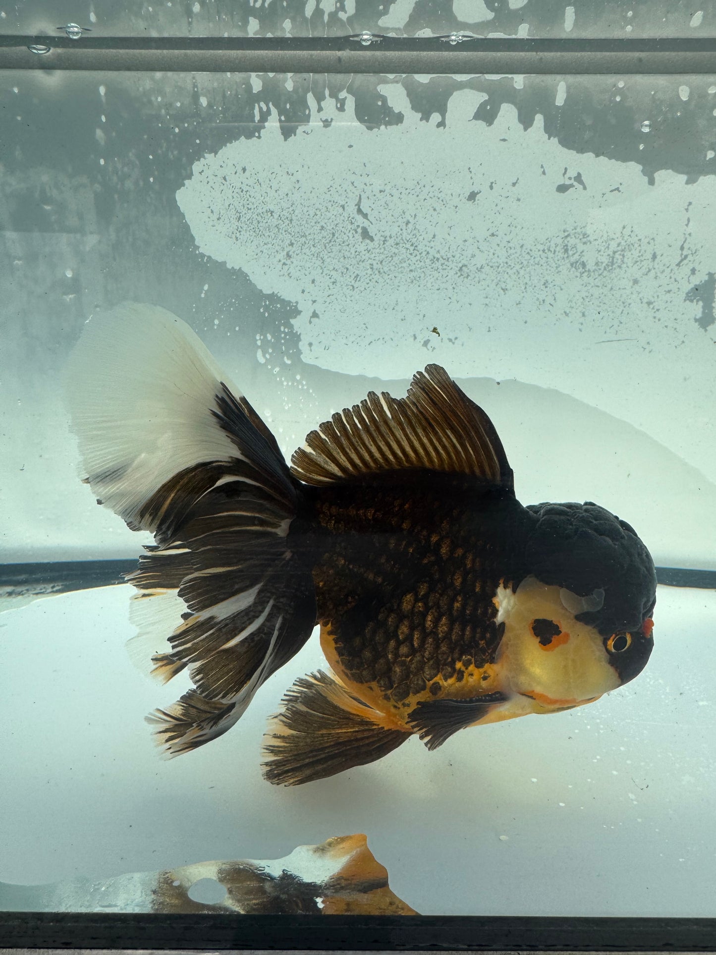 Tricolour Oranda.  WVF924. Reduced from £165