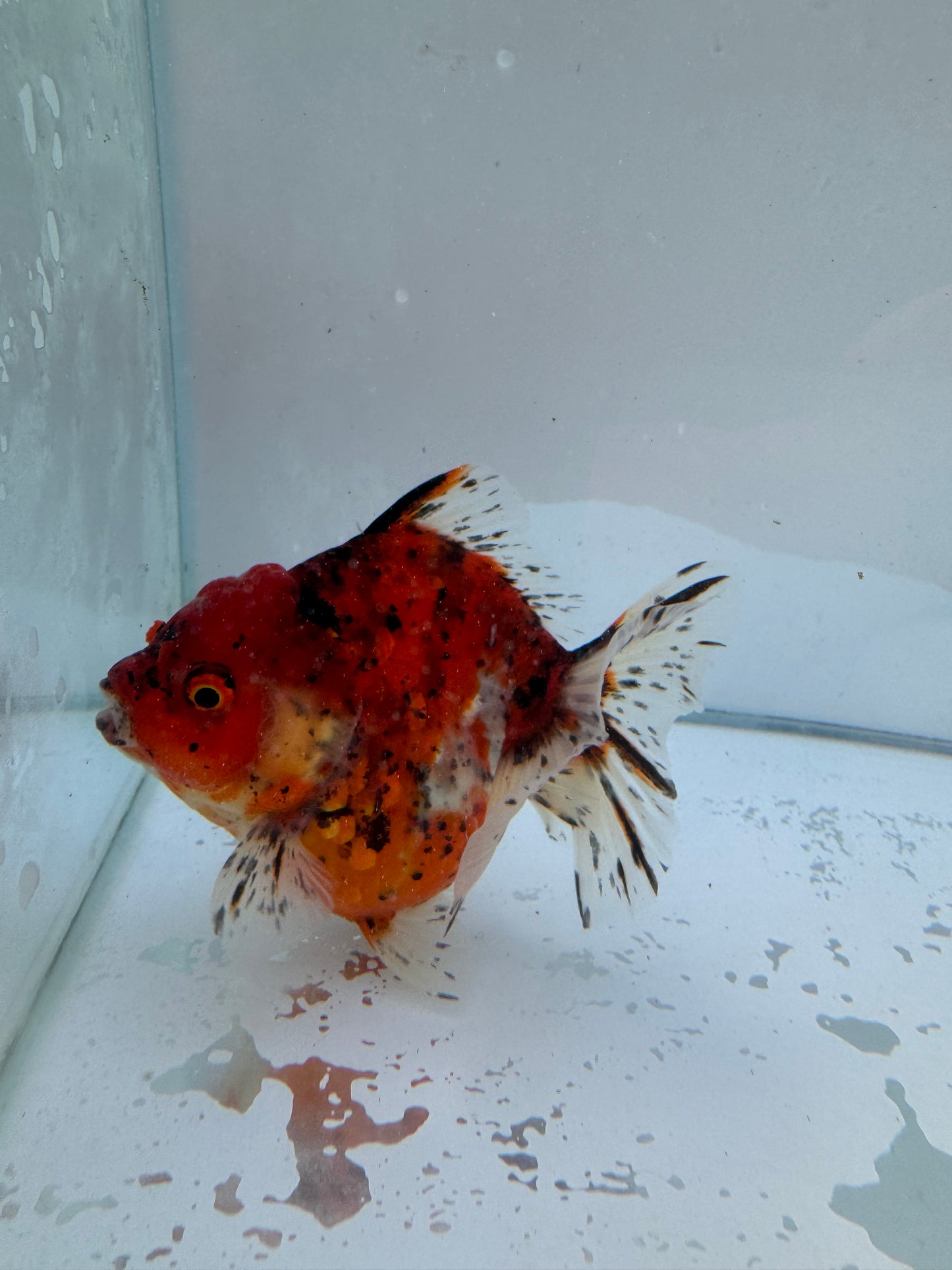 Calico Oranda.  WVF049