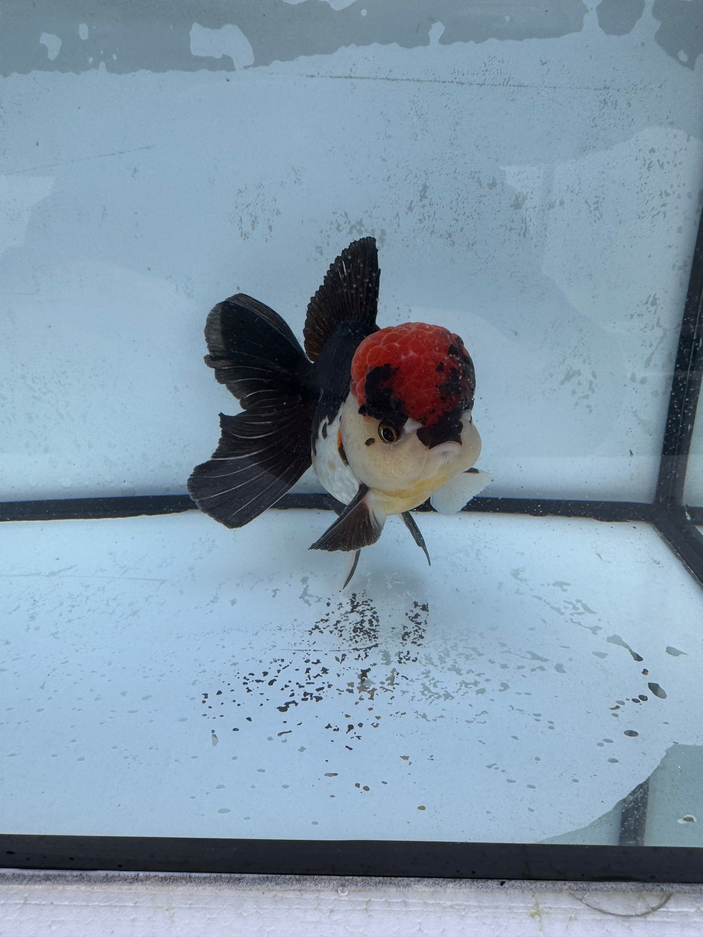 Tricolour Oranda. WVF477