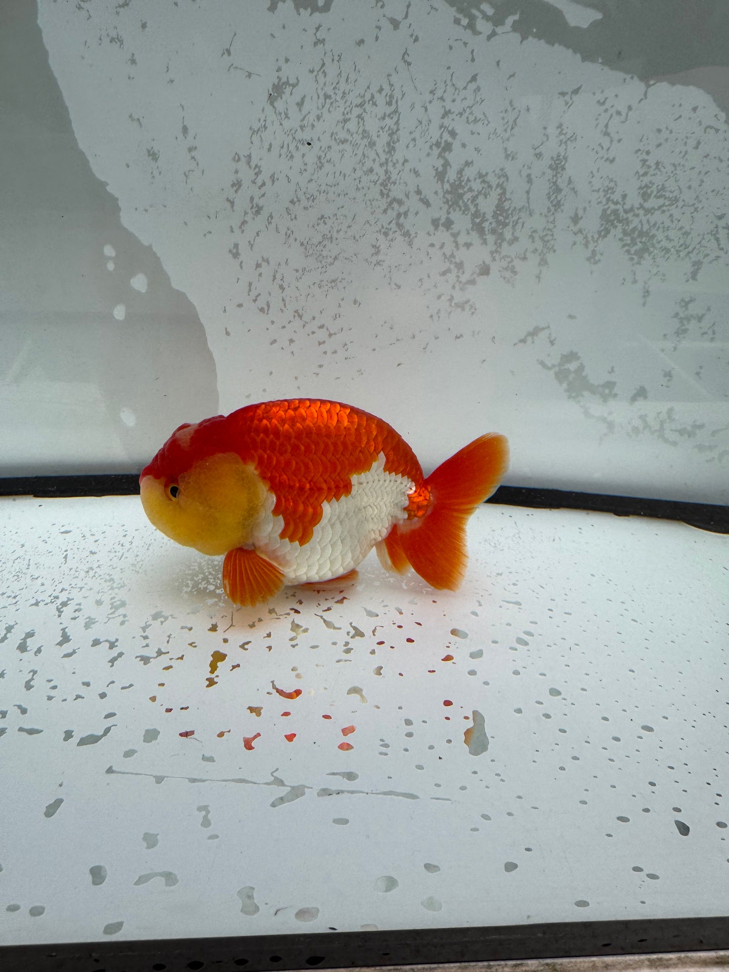 Red&whiteRanchu. WVF1108