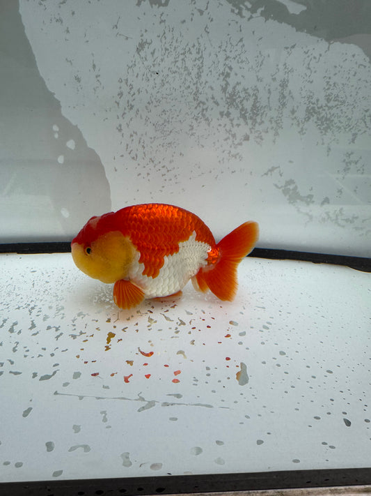 Red&whiteRanchu. WVF1108