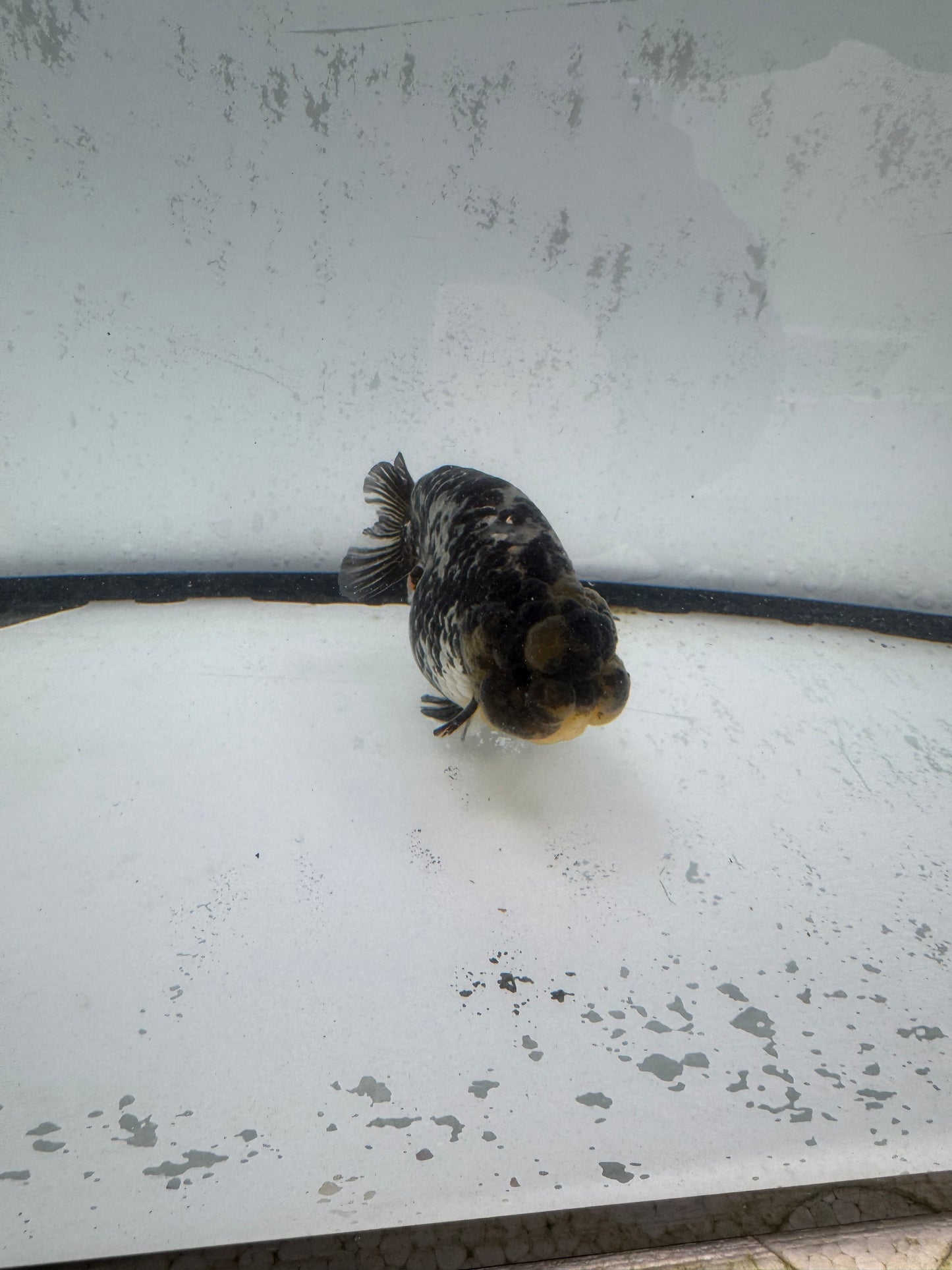 White Tiger ranchu. WVF590