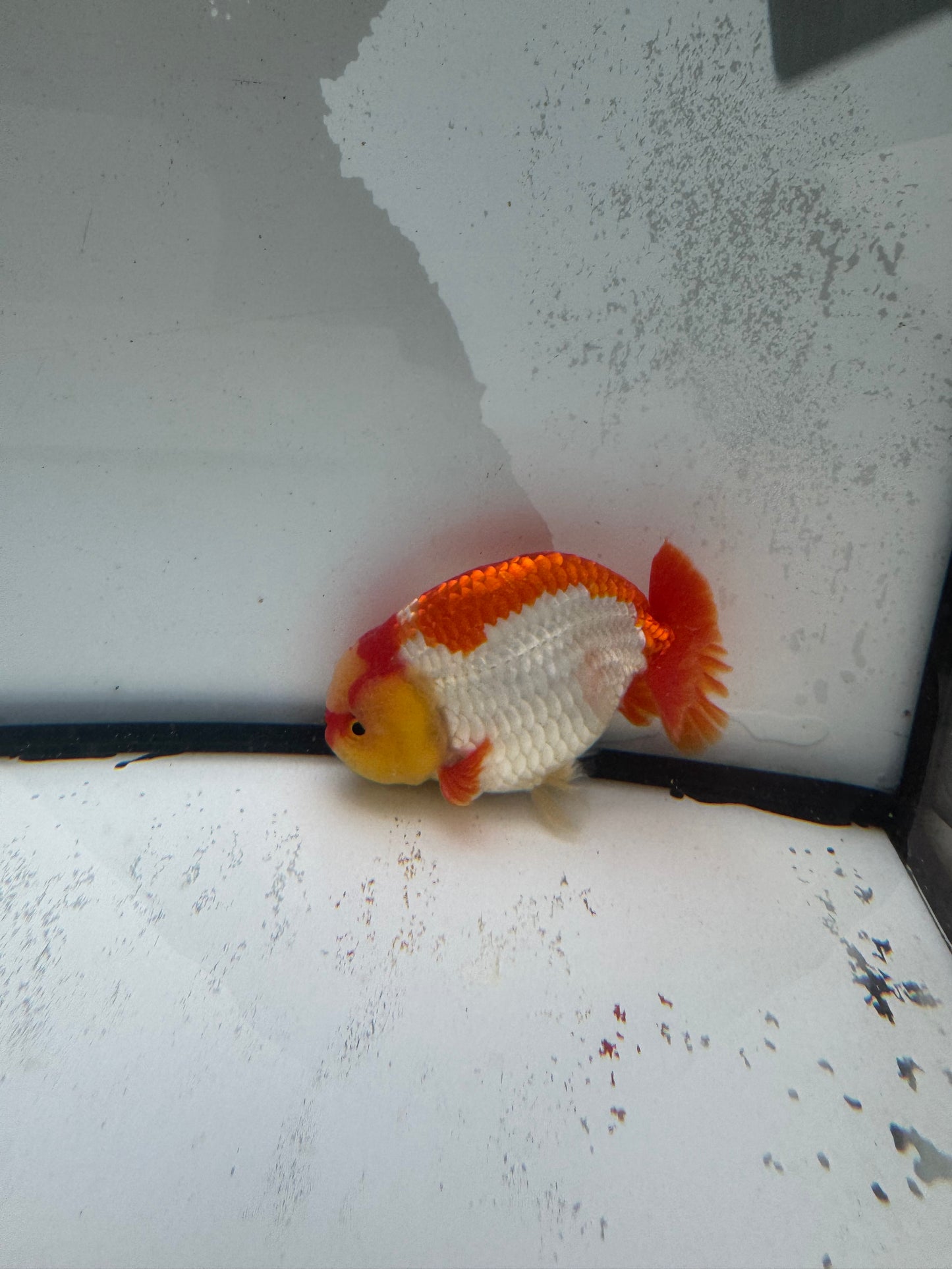 Red&white Ranchu. WVF996