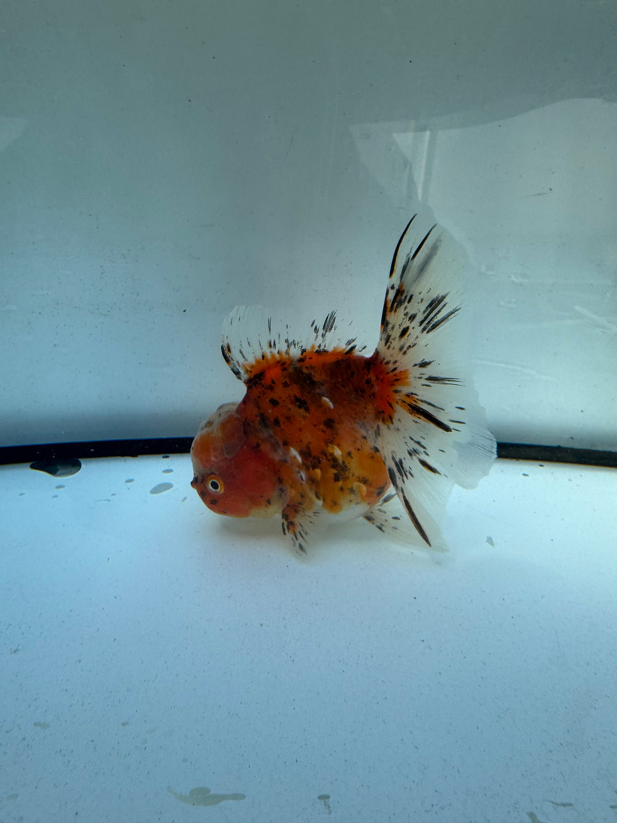 Calico Oranda. WVF1228