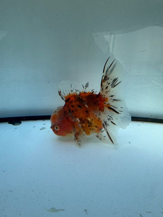 Calico Oranda. WVF1228