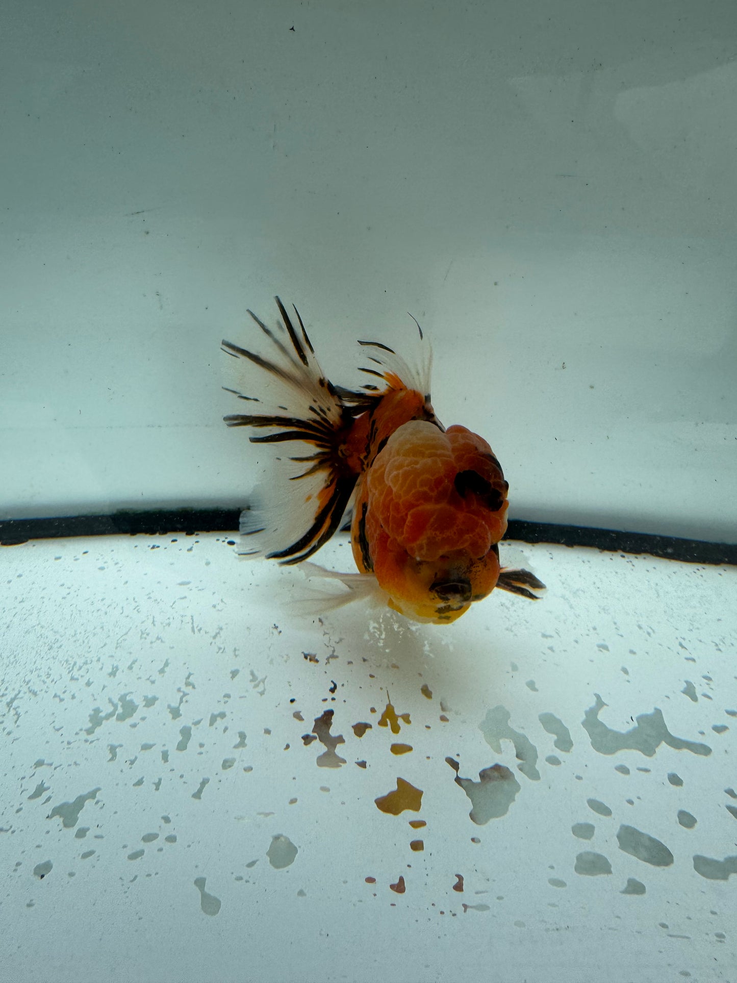 Calico Oranda. WVF1048