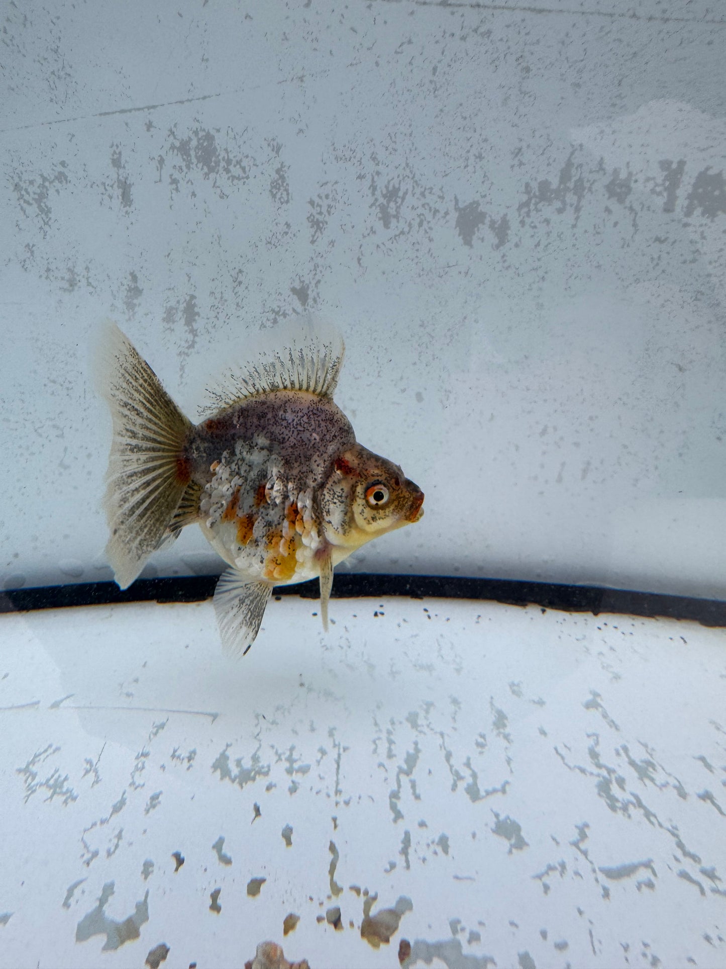 Kirin broadtail Ryukin. WVF575