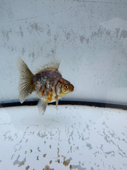 Kirin broadtail Ryukin. WVF575