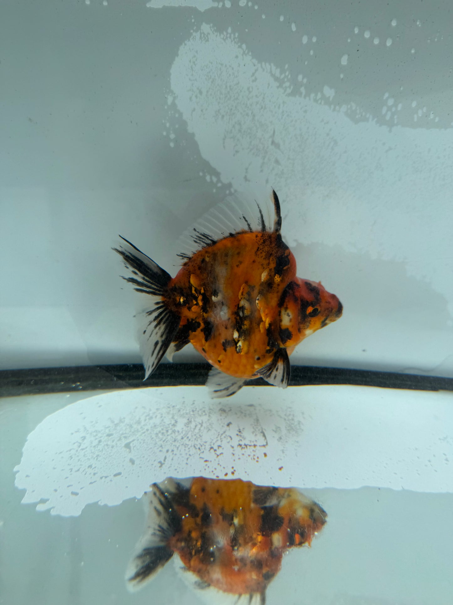 Calico Ryukin. WVF966
