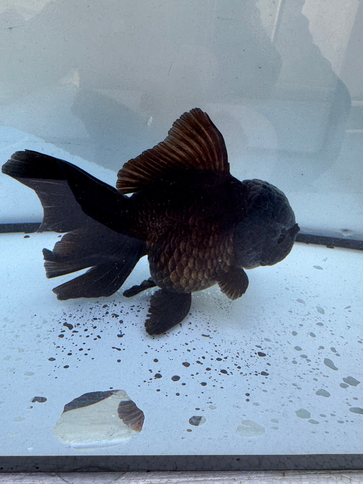 Bronze Oranda WVF601